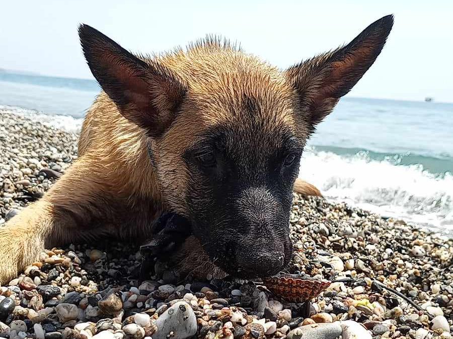 Pastor Belga Malinois Cachorro Saphira