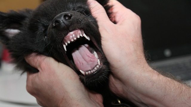 5 preguntas esenciales antes comprar un Pastor Belga Malinois